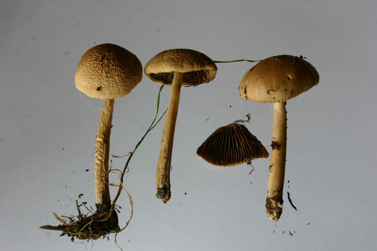 Psathyrella spadiceogrisea